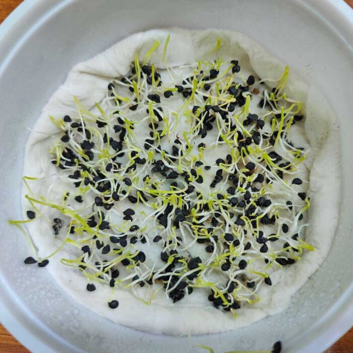Onion Microgreens Organic Seeds | Non-GMO | Grow Your Own Super Salad - Image 2
