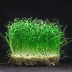 Onion Microgreens Organic Seeds | Non-GMO | Grow Your Own Super Salad