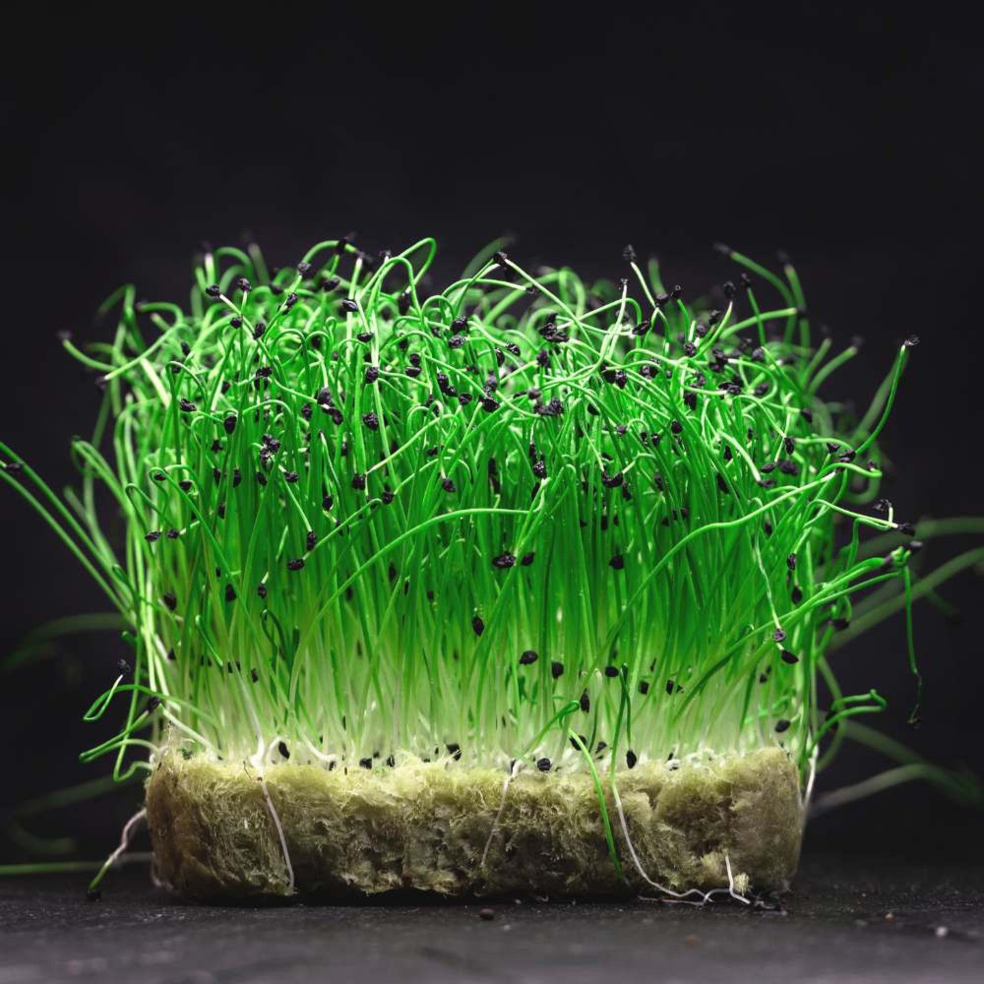 Onion-Microgreen-2000x2000-1.jpg Onion Microgreens Organic Seeds | Non-GMO | Grow Your Own Super Salad - Image 1