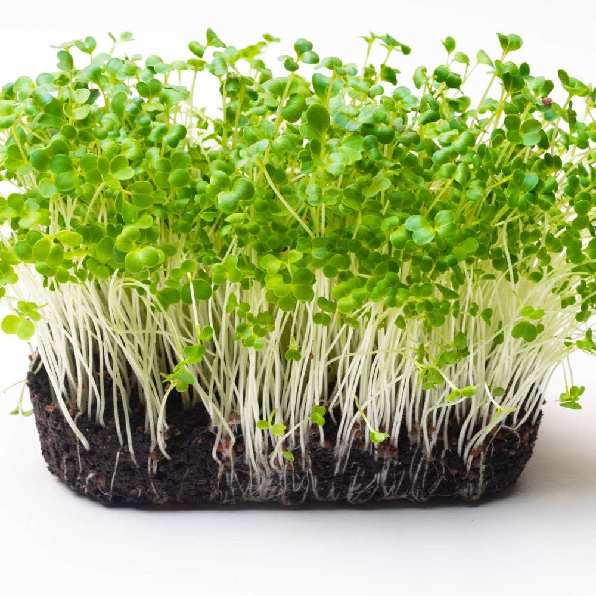 Pak-Choi-Microgreen-2000x2000-1.jpg Pak Choi Microgreens Seeds | Super Salad Greens | Easy to Grow Indoors - Image 1