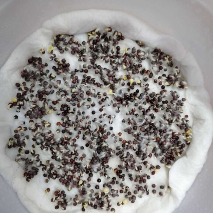 Pak Choi Microgreens Seeds | Super Salad Greens | Easy to Grow Indoors - Image 2