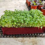Radish Microgreens Seeds (Mooli / मूली के बीज) | Fast-Growing | Fresh & Healthy Sprouts - Image 3