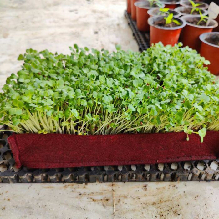 Radish Microgreens Seeds (Mooli / मूली के बीज) | Fast-Growing | Fresh & Healthy Sprouts - Image 3