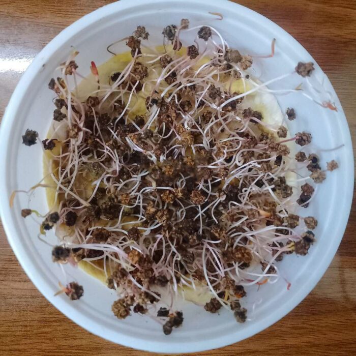 Spinach Organic Microgreen Seeds | Nutrient-Rich | Easy-to-Grow Superfood - Image 2