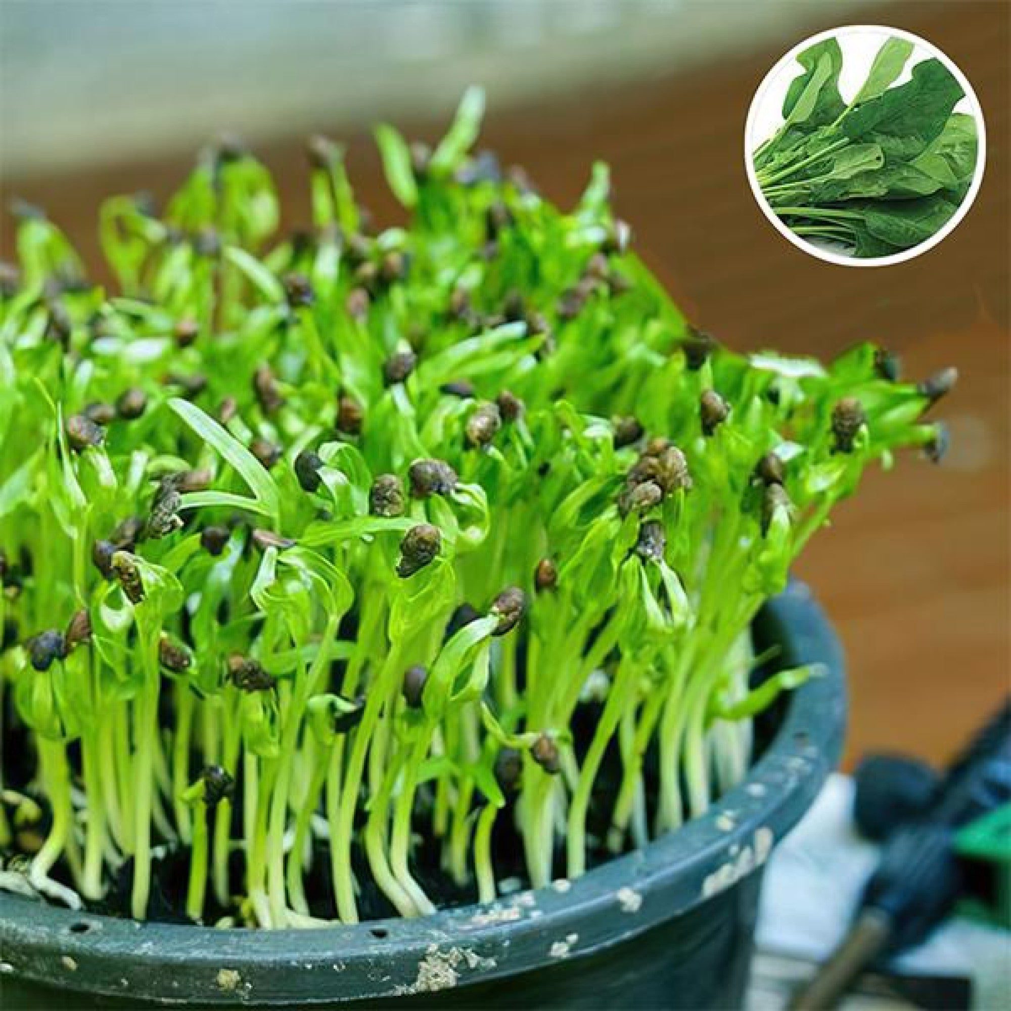 Spinach-Microgreen-Seeds-2000x2000-1.jpg Spinach Organic Microgreen Seeds | Nutrient-Rich | Easy-to-Grow Superfood - Image 1