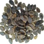 Tinda Round Gourd टिण्डा Vegetable Seeds for Home Gardening - Image 2