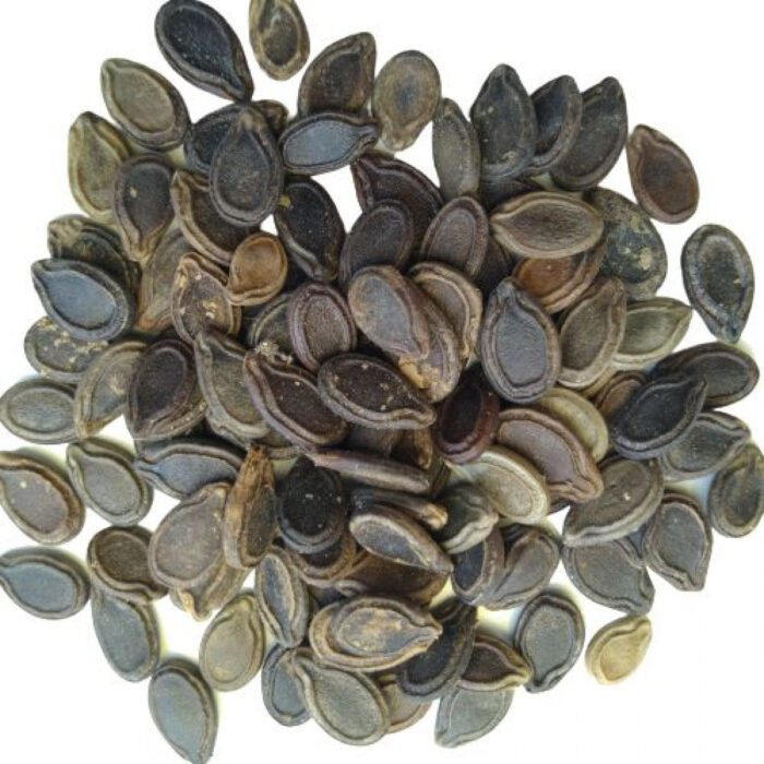 Tinda Round Gourd टिण्डा Vegetable Seeds for Home Gardening - Image 2