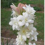 Easily Grown Flower Plant from Seeds/Bulb for Beginner Gardeners – Vinca & Tuberose Combo Kit (Includes Seeds, Bulbs, Grow Bags & Coco Soil) - Image 3