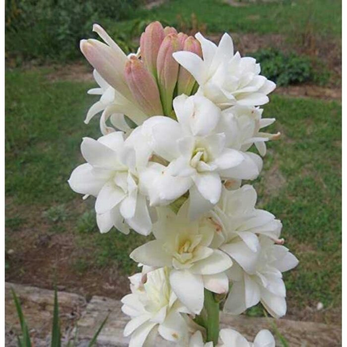 Easily Grown Flower Plant from Seeds/Bulb for Beginner Gardeners – Vinca & Tuberose Combo Kit (Includes Seeds, Bulbs, Grow Bags & Coco Soil) - Image 3