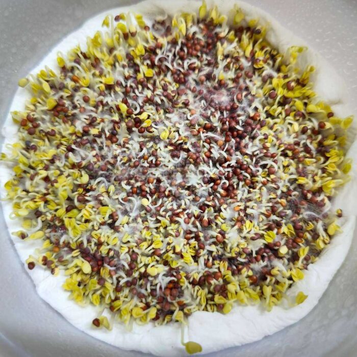 Turnip Microgreen Seeds | Easy to Grow Indoors | Grow Your Own Super Salad - Image 2