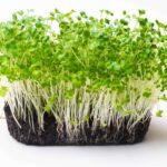Turnip Microgreen Seeds | Easy to Grow Indoors | Grow Your Own Super Salad