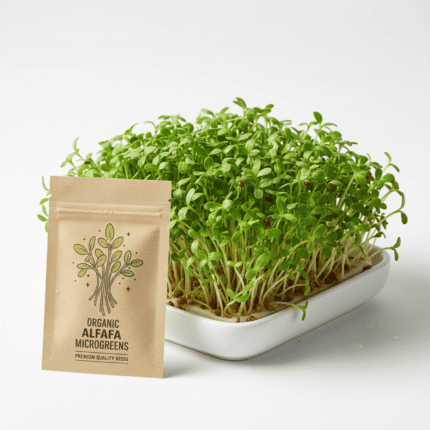 Alfalfa microgreen seeds for growing fresh sprouts and salad greens indoors