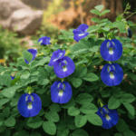 Aparajita Flower Seeds Pack – Butterfly Pea (Clitoria ternatea) - Image 2