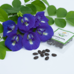 Aparajita Flower Seeds Pack – Butterfly Pea (Clitoria ternatea) - Image 3