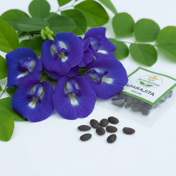 Aparajita Flower Seeds Pack – Butterfly Pea (Clitoria ternatea) - Image 3