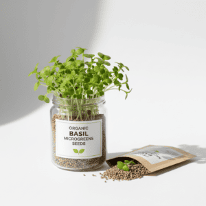 Basil microgreen seeds for growing fresh edible basil sprouts indoors