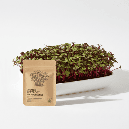 Beetroot Microgreens Organic Seeds, product image in Microgreen Seeds at V Square Retail