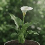 Calla Lily Flower Bulb – 1 Pc