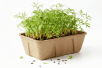 Carrot Microgreens Organic Seeds, product image in Microgreen Seeds at V Square Retail
