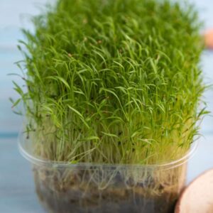 Carrot Microgreens Organic Seeds, product image in Microgreen Seeds at V Square Retail