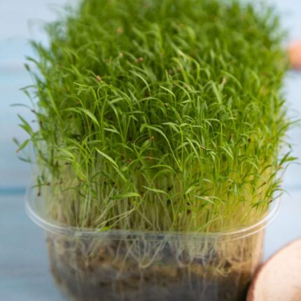 Carrot Microgreens Organic Seeds, product image in Microgreen Seeds at V Square Retail