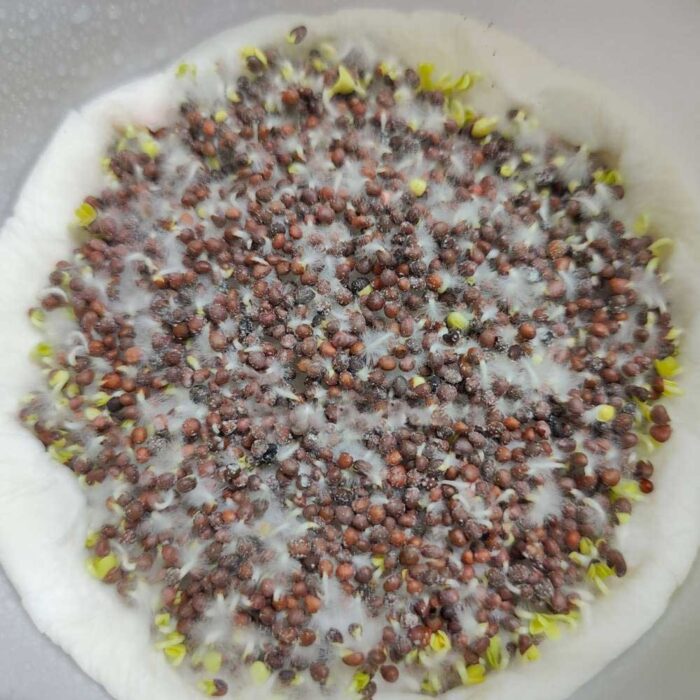 Cauliflower microgreen seeds for growing fresh nutrient-rich sprouts indoors.