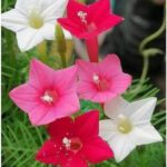 Cyprus Vine Mix Color Flower Seeds | Pack of 10 Seeds