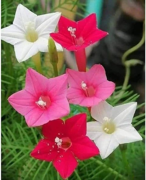 cypress_vine_flower_plant.jpg Cyprus Vine Mix Color Flower Seeds | Pack of 10 Seeds - Image 1