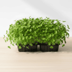 Fenugreek Microgreen Seeds Easy to Grow Indoor Super Salad Greens product image in Microgreen Seeds at V Square Retail