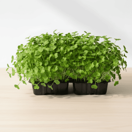 Fenugreek Microgreen Seeds Easy to Grow Indoor Super Salad Greens product image in Microgreen Seeds at V Square Retail