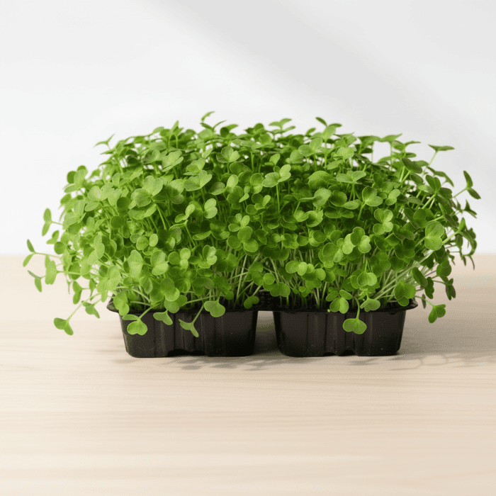 Fenugreek Microgreen Seeds Easy to Grow Indoor Super Salad Greens product image in Microgreen Seeds at V Square Retail