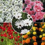 Winter Flower Seeds Combo Pack (Set of 5 Packets) | Alyssum, Dianthus, Dimorphotheca, Marigold, Poppy
