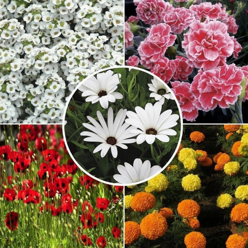 flowerpack04_500x-2000x2000_jpg.jpg Winter Flower Seeds Combo Pack (Set of 5 Packets) | Alyssum, Dianthus, Dimorphotheca, Marigold, Poppy - Image 1