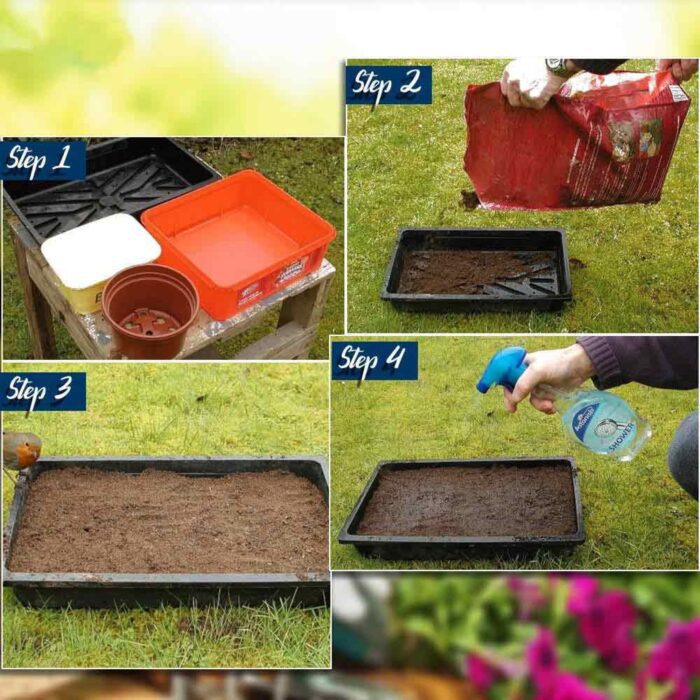 Ashwagandha Herbal Plant Seeds - Image 2