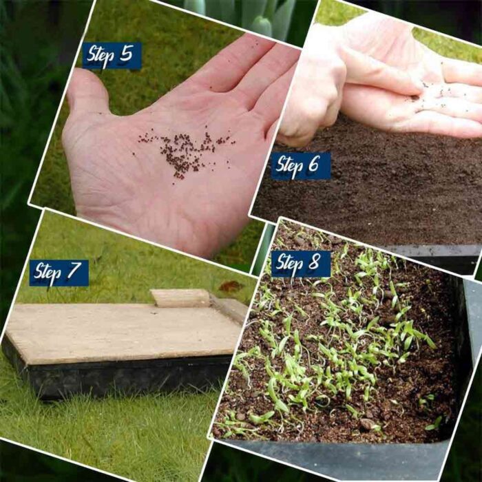 Ashwagandha Herbal Plant Seeds - Image 3