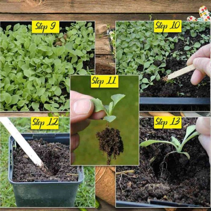 Ashwagandha Herbal Plant Seeds - Image 4