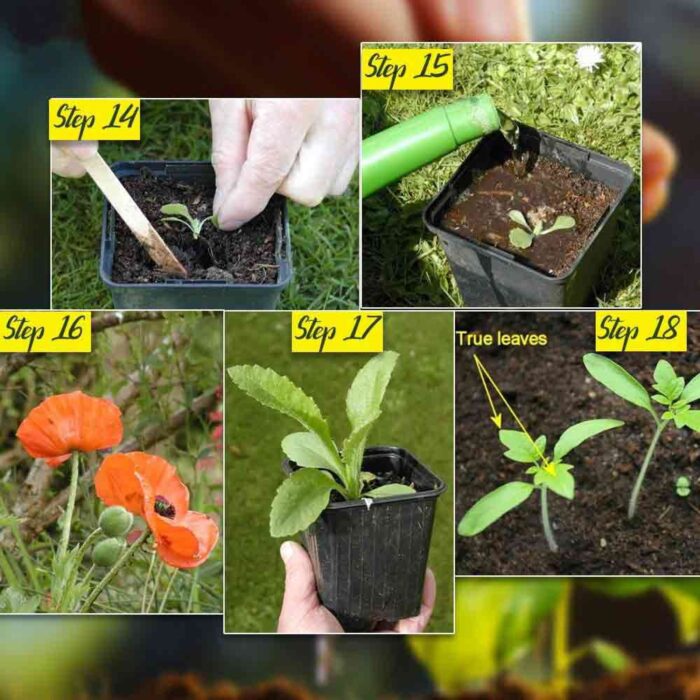 Ashwagandha Herbal Plant Seeds - Image 5