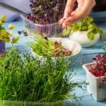 Kale Green Microgreens Seeds | Easy to Grow Indoors | Your Super Salad - Image 4