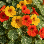 Nasturtium Alaska Mixed Color Flower Hybrid Seeds - Image 2