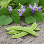Hyacinth Beans Sem Fali Dwarf Variety Vegetable Seeds (Set of 10 Seeds)