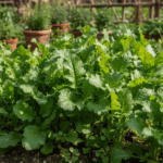 Mustard Sarso Saag Leaves Desi Vegetable Seeds