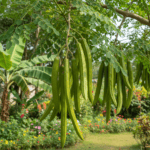 Moringa/Drumstick Seeds (Saijan ki Phalli, Saragavo) for Plantation (10 Seeds)