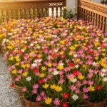 Rain Lily Mixed Color Flower Bulbs | Pack of 20 Bulbs