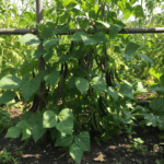 Black Beans Seeds | Protein-Rich Vegetable Seeds for Home Garden