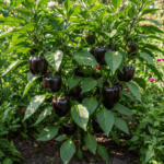 Bell Pepper Purple Black Seeds | Vegetable Seeds - Image 2