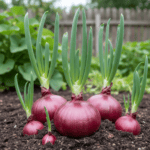 Red Onion Seeds | Lal Pyaz | लाल प्याज के बीज | Organic Farming | Pack of ~100 Seeds | Vegetable Seeds