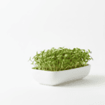 Turnip Microgreen Seeds | Easy to Grow Indoors | Grow Your Own Super Salad - Image 3
