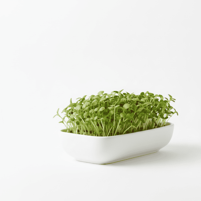 Turnip Microgreen Seeds | Easy to Grow Indoors | Grow Your Own Super Salad - Image 3