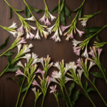 Rajnigandha/Tuberose Fragrant Bulbs Mix Color (Pack of 10) - Image 2