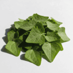 Bathua Desi Saag Leaves Vegetable Best Quality Seeds Home Garden Pack
